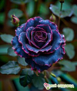 Роза Даун Мист